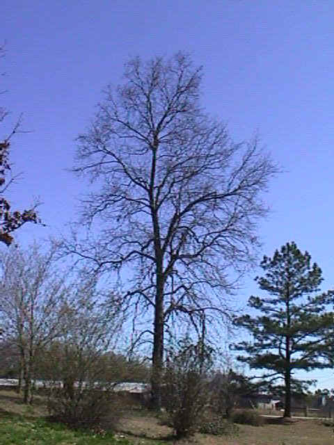 tree1.jpg (70150 bytes)